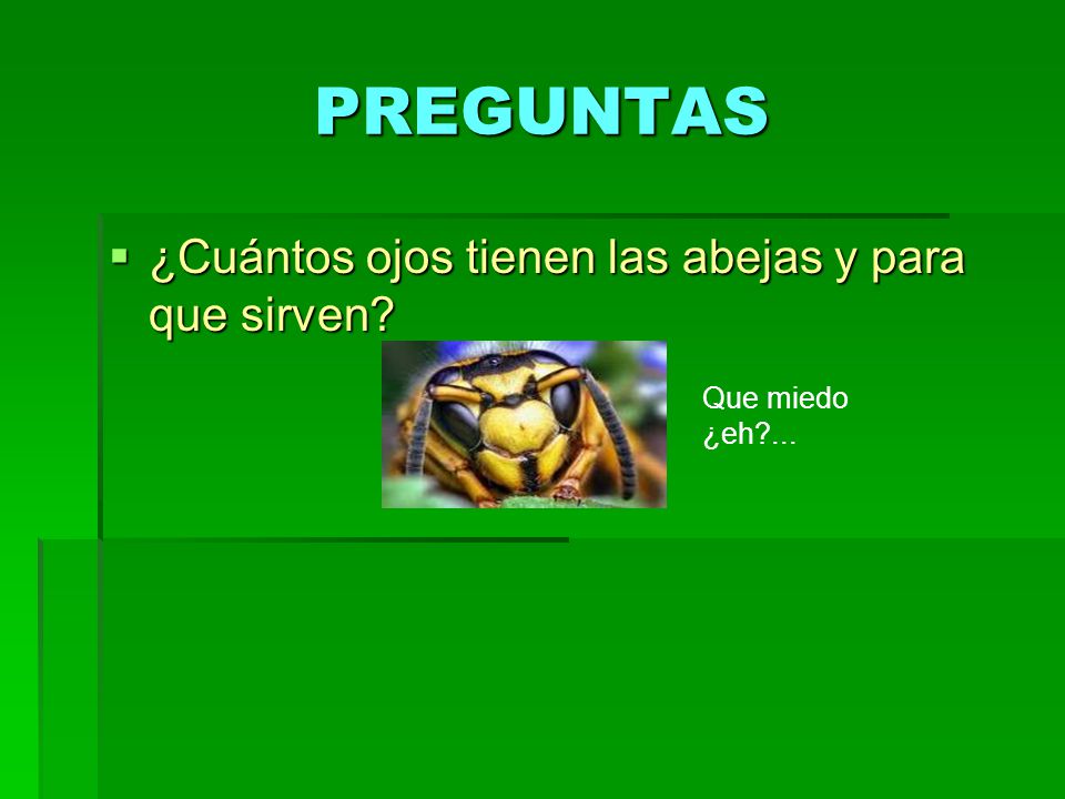 PREGUNTAS ¿Cuántos ojos tienen las abejas y para que sirven