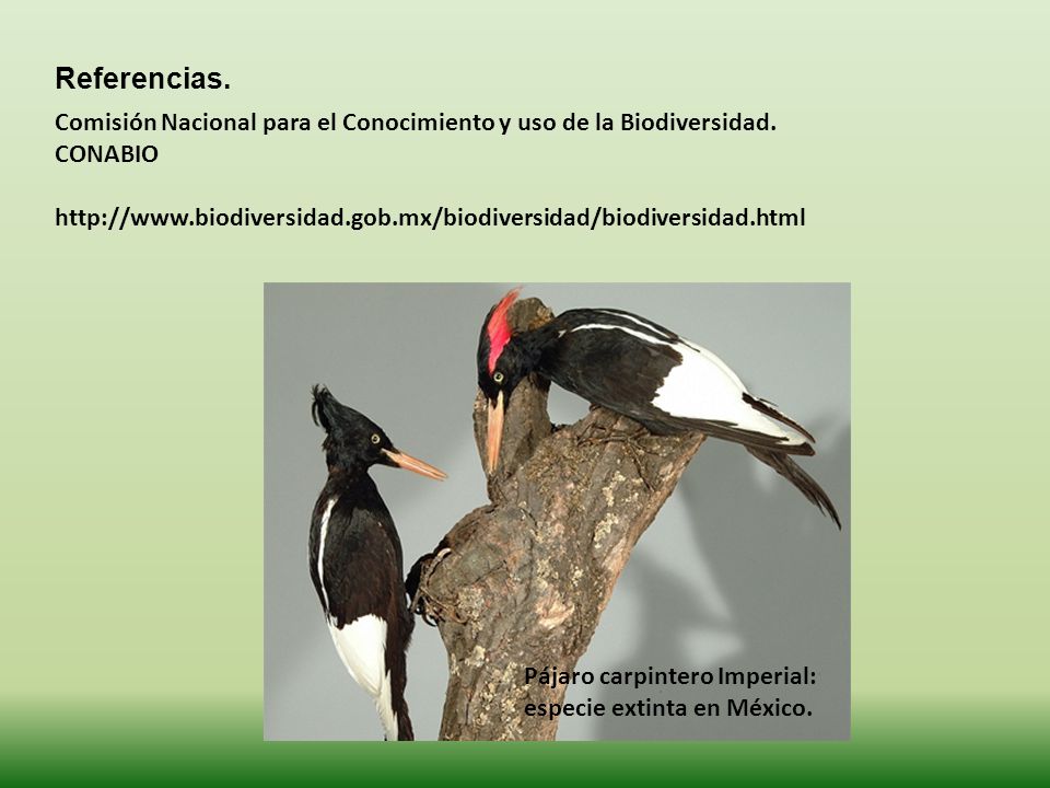 Referencias. Comisión Nacional para el Conocimiento y uso de la Biodiversidad. CONABIO.