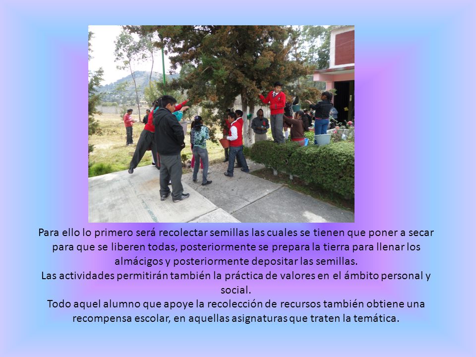 Para ello lo primero será recolectar semillas las cuales se tienen que poner a secar para que se liberen todas, posteriormente se prepara la tierra para llenar los almácigos y posteriormente depositar las semillas.