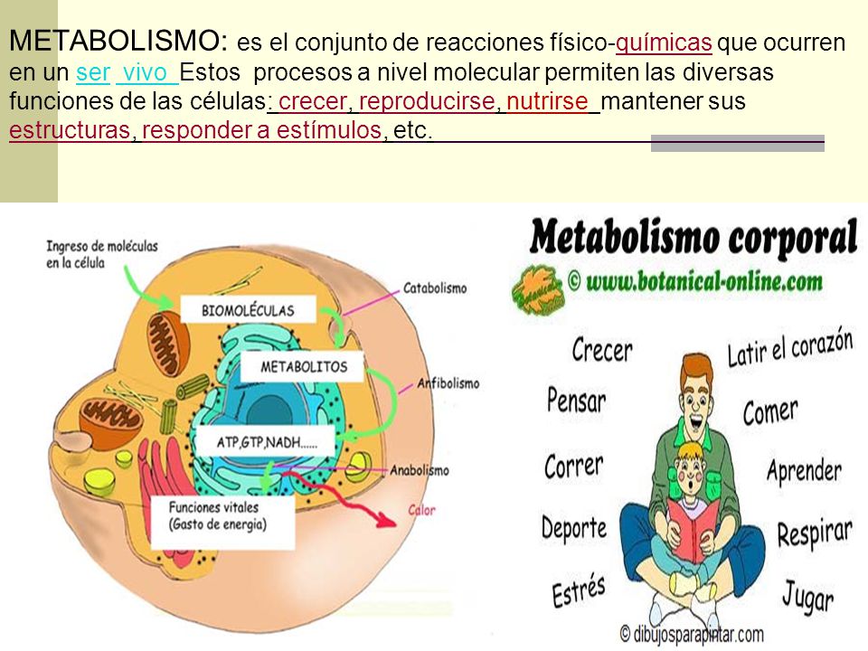 METABOLISMO: es el conjunto de reacciones físico-químicas que ocurren en un ser vivo Estos procesos a nivel molecular permiten las diversas funciones de las células: crecer, reproducirse, nutrirse mantener sus estructuras, responder a estímulos, etc.