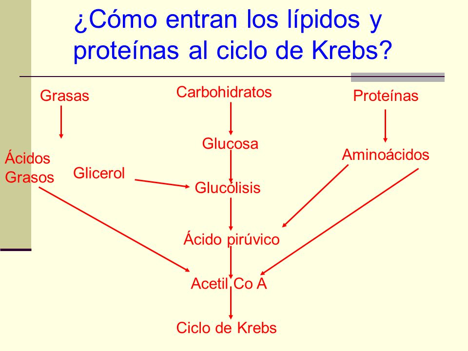 ¿Cómo entran los lípidos y proteínas al ciclo de Krebs
