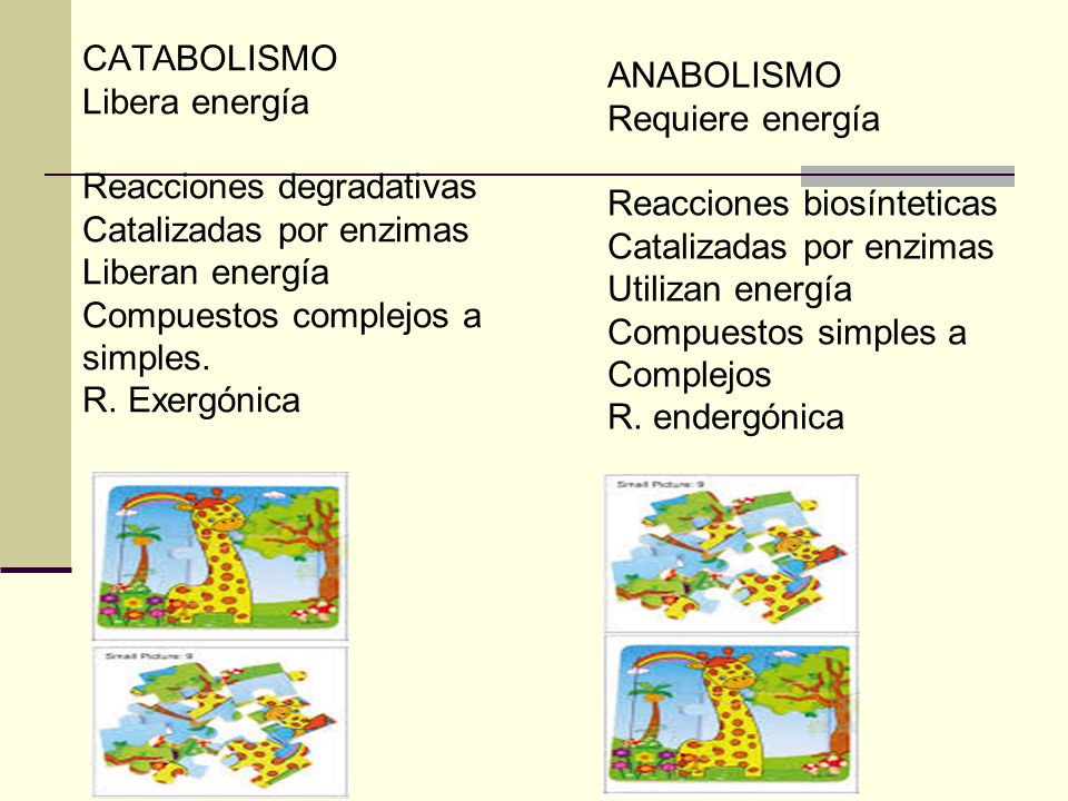 CATABOLISMO Libera energía. Reacciones degradativas Catalizadas por enzimas Liberan energía. Compuestos complejos a simples.