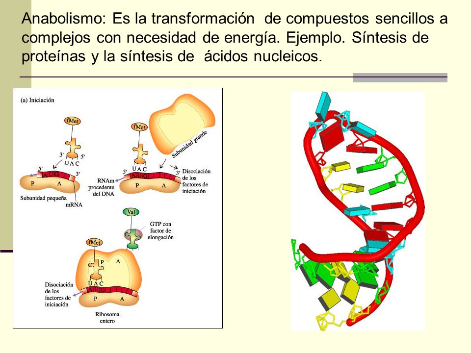 Anabolismo: Es la transformación de compuestos sencillos a complejos con necesidad de energía.