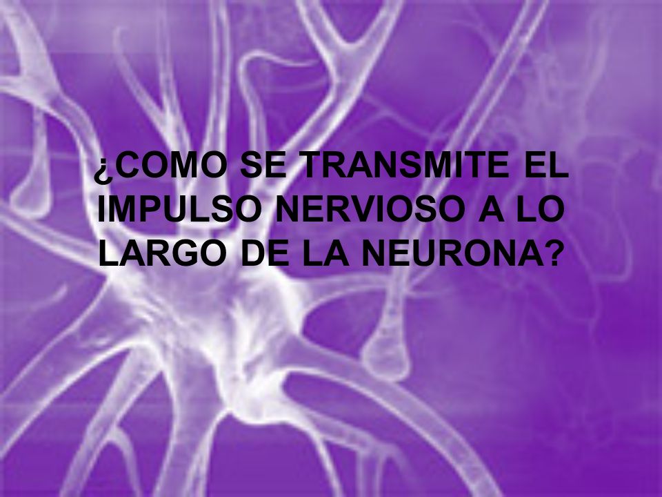 ¿COMO SE TRANSMITE EL IMPULSO NERVIOSO A LO LARGO DE LA NEURONA