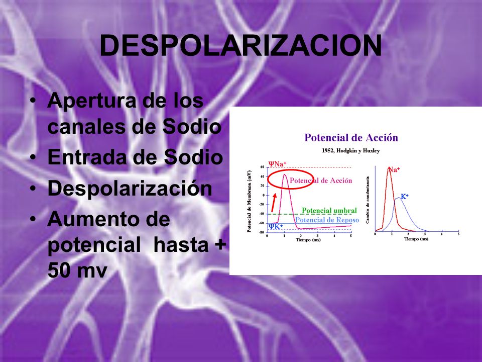 DESPOLARIZACION Apertura de los canales de Sodio Entrada de Sodio