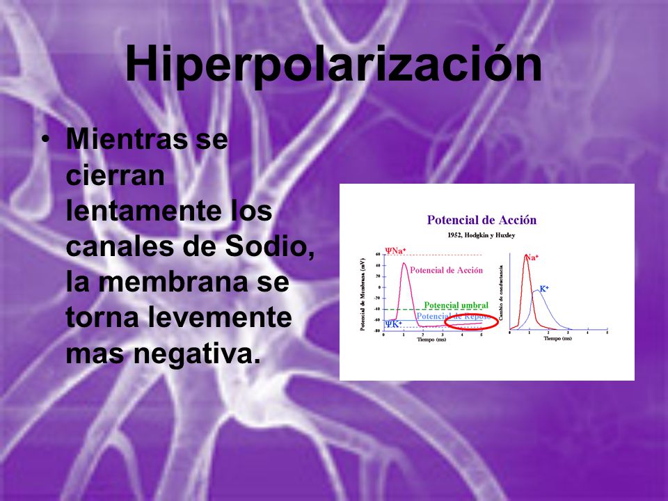 Hiperpolarización Mientras se cierran lentamente los canales de Sodio, la membrana se torna levemente mas negativa.