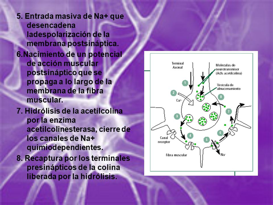 5. Entrada masiva de Na+ que desencadena ladespolarización de la membrana postsináptica.
