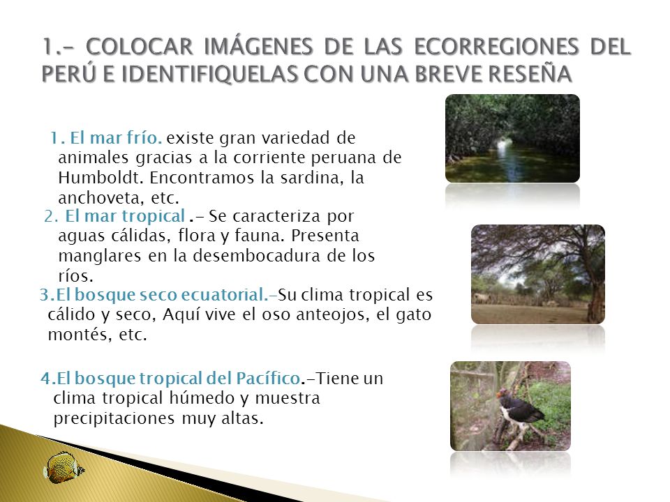 1.- COLOCAR IMÁGENES DE LAS ECORREGIONES DEL PERÚ E IDENTIFIQUELAS CON UNA BREVE RESEÑA