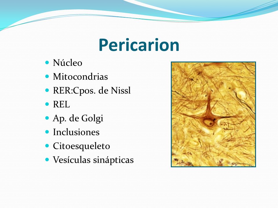 Pericarion Núcleo Mitocondrias RER:Cpos. de Nissl REL Ap. de Golgi