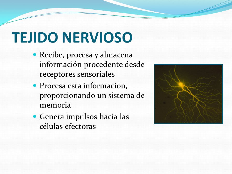 TEJIDO NERVIOSO Recibe, procesa y almacena información procedente desde receptores sensoriales.