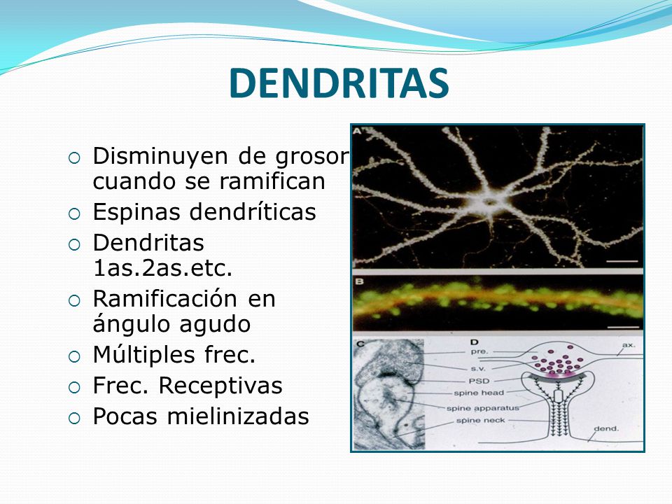 DENDRITAS Disminuyen de grosor cuando se ramifican Espinas dendríticas