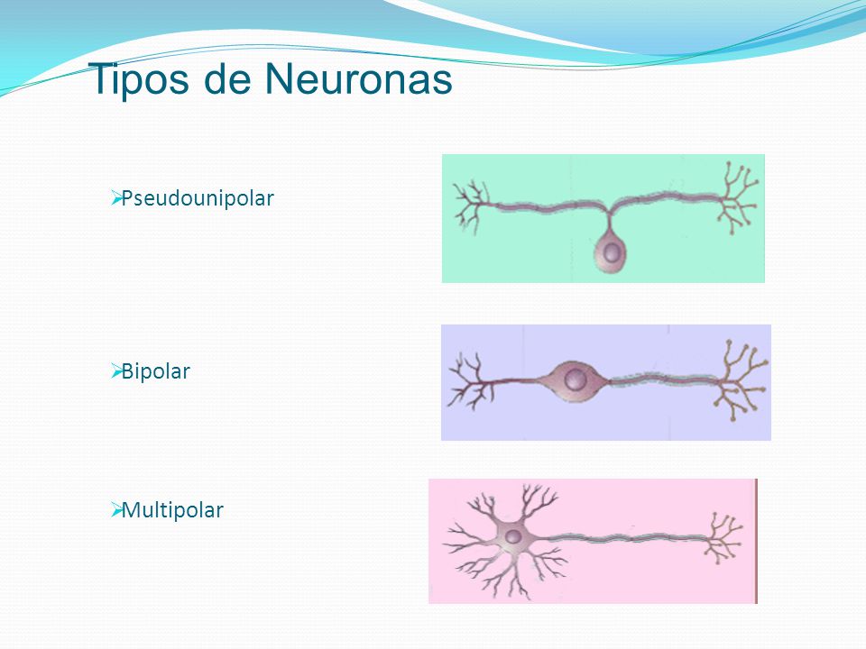 Tipos de Neuronas Pseudounipolar Bipolar Multipolar