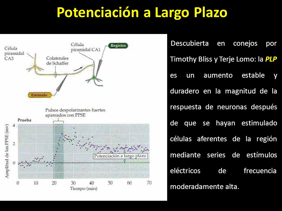 Potenciación a Largo Plazo