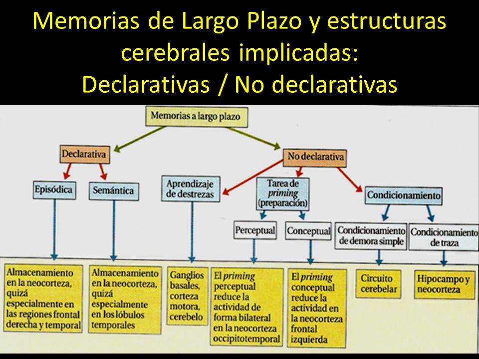 Memorias de Largo Plazo y estructuras cerebrales implicadas: Declarativas / No declarativas