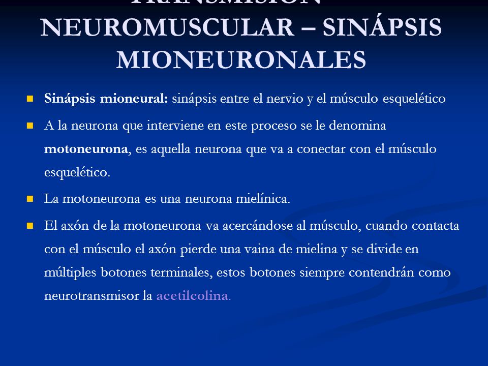 TRANSMISIÓN NEUROMUSCULAR – SINÁPSIS MIONEURONALES