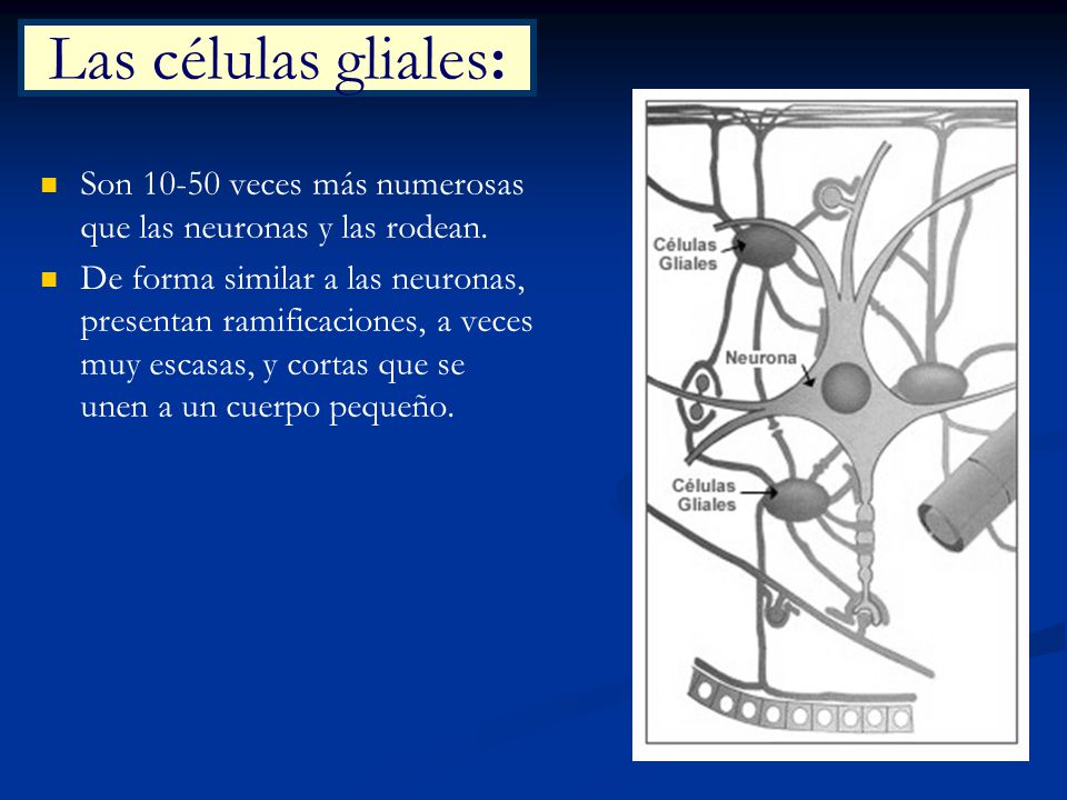 Las células gliales: Son veces más numerosas que las neuronas y las rodean.