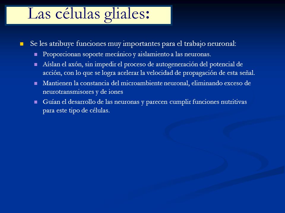 Las células gliales: Se les atribuye funciones muy importantes para el trabajo neuronal: Proporcionan soporte mecánico y aislamiento a las neuronas.
