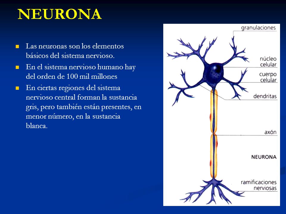 NEURONA Las neuronas son los elementos básicos del sistema nervioso.