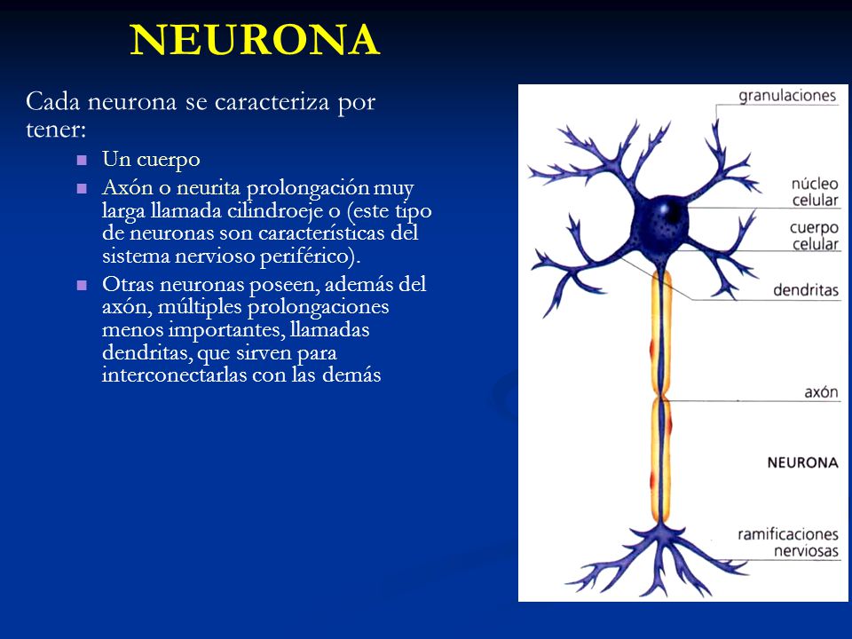 NEURONA Cada neurona se caracteriza por tener: Un cuerpo