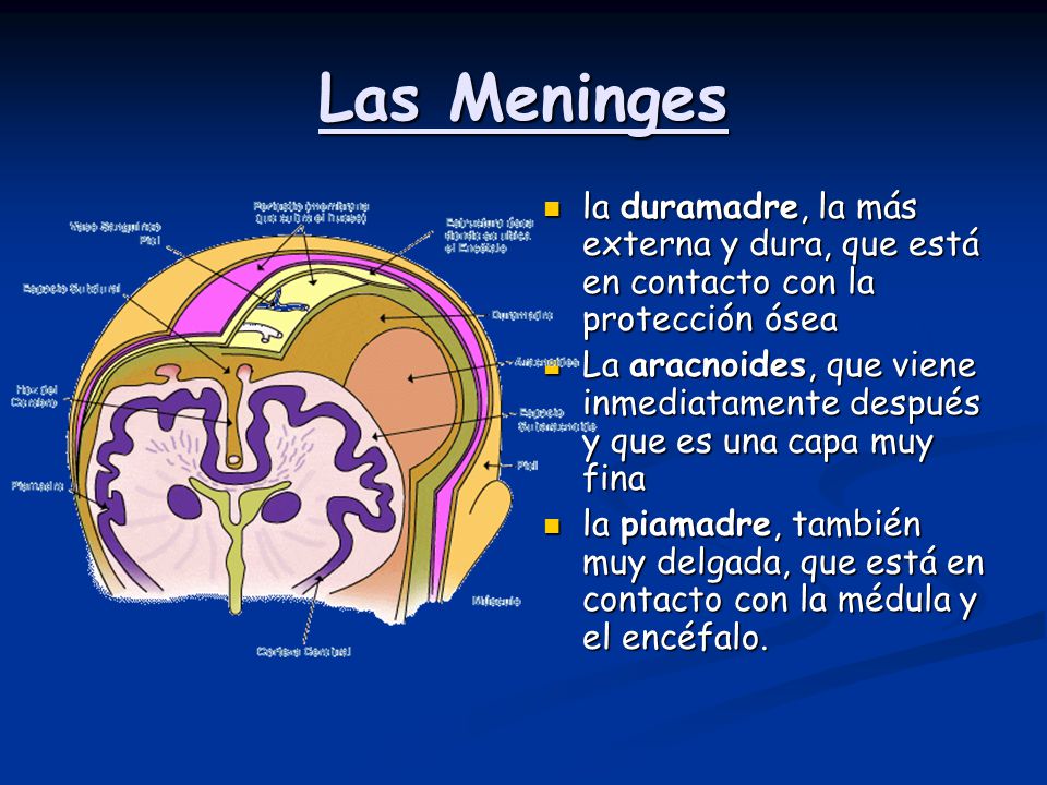 Las Meninges la duramadre, la más externa y dura, que está en contacto con la protección ósea.