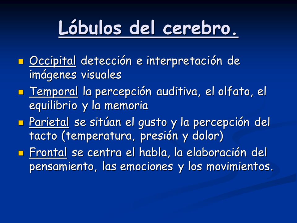 Lóbulos del cerebro. Occipital detección e interpretación de imágenes visuales.