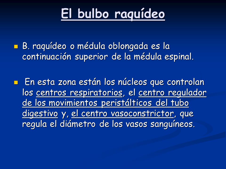 El bulbo raquídeo B. raquídeo o médula oblongada es la continuación superior de la médula espinal.