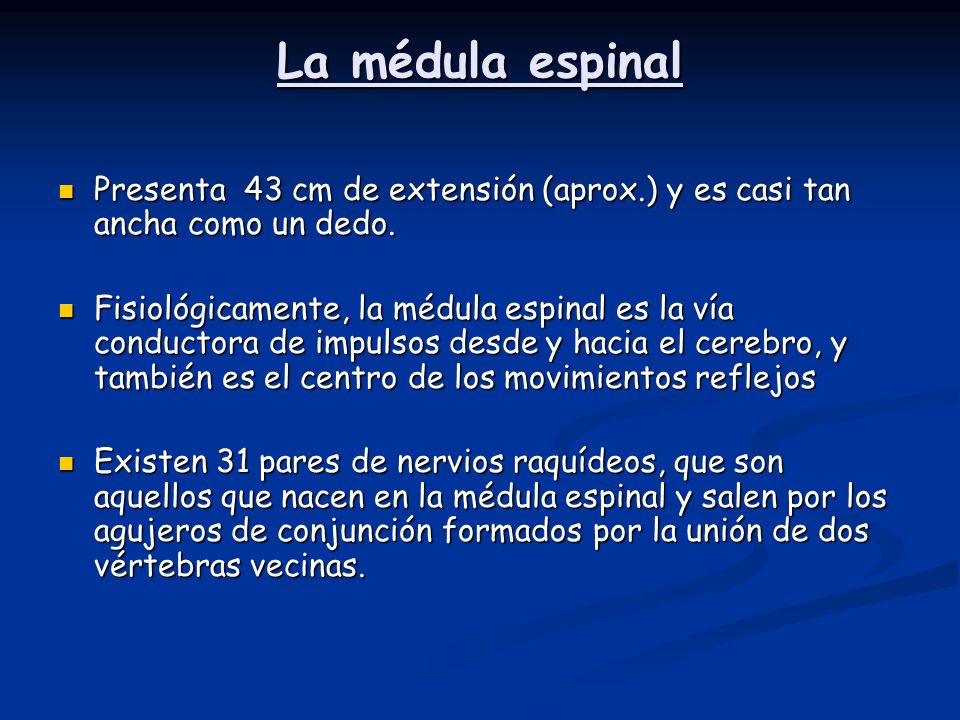 La médula espinal Presenta 43 cm de extensión (aprox.) y es casi tan ancha como un dedo.