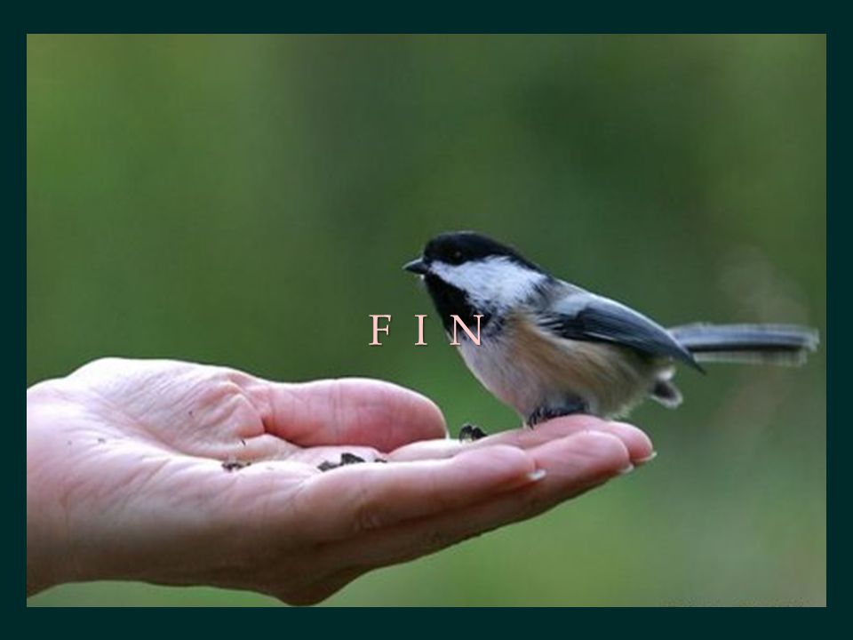 F I N
