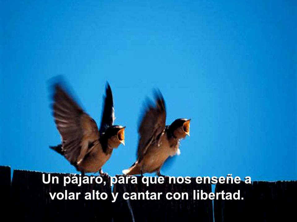 Un pájaro, para que nos enseñe a volar alto y cantar con libertad.