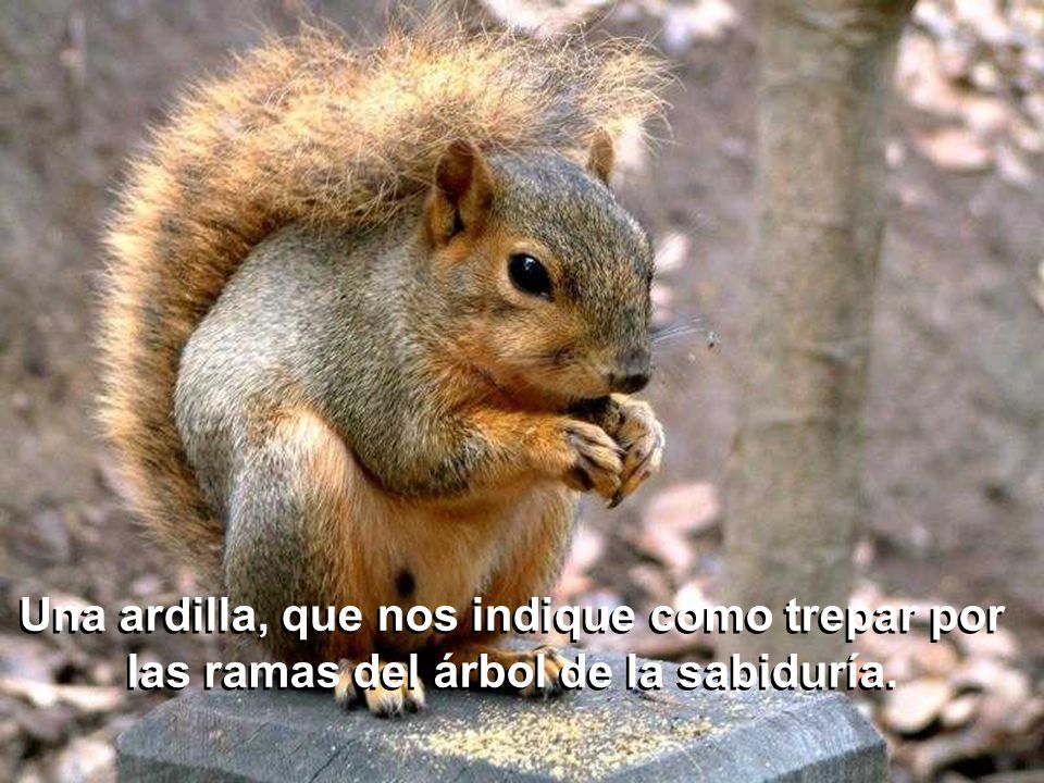 Una ardilla, que nos indique como trepar por las ramas del árbol de la sabiduría.