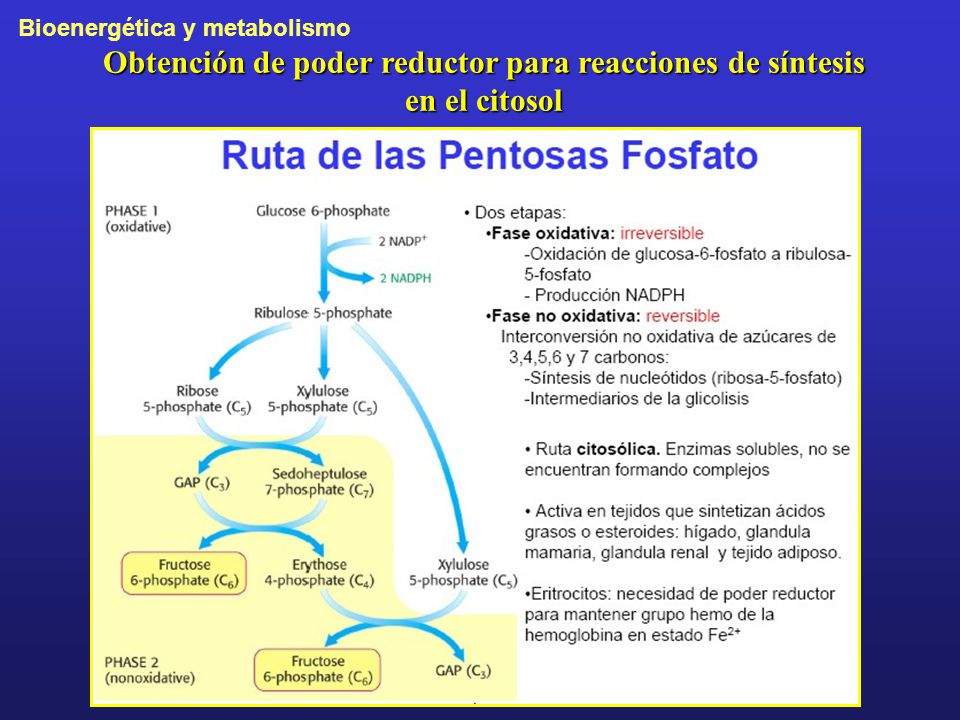 Obtención de poder reductor para reacciones de síntesis en el citosol