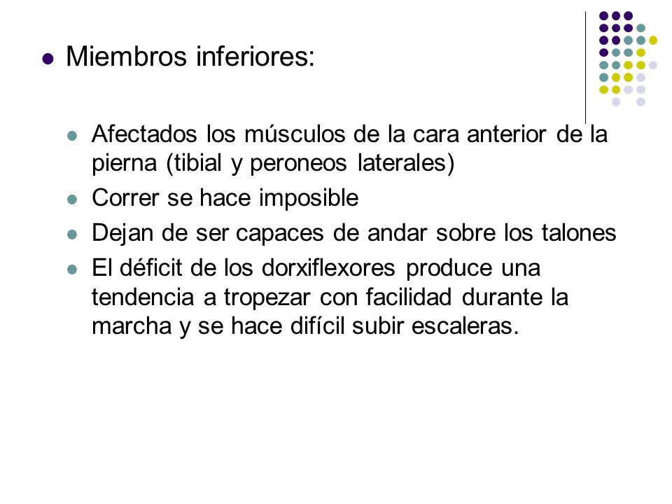 Miembros inferiores: Afectados los músculos de la cara anterior de la pierna (tibial y peroneos laterales)