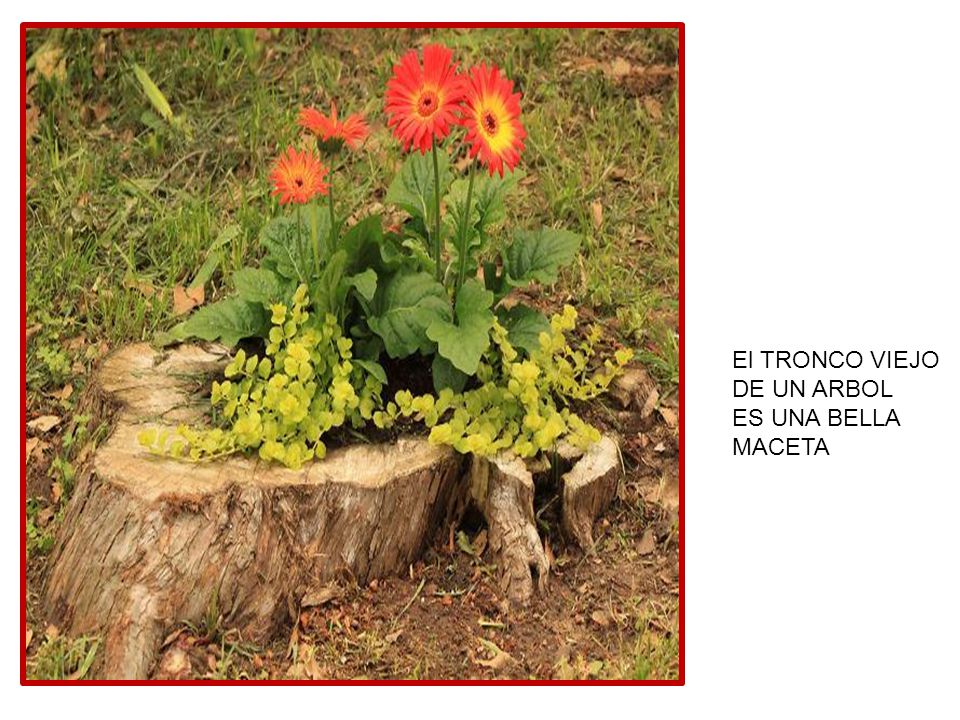 El TRONCO VIEJO DE UN ARBOL ES UNA BELLA MACETA
