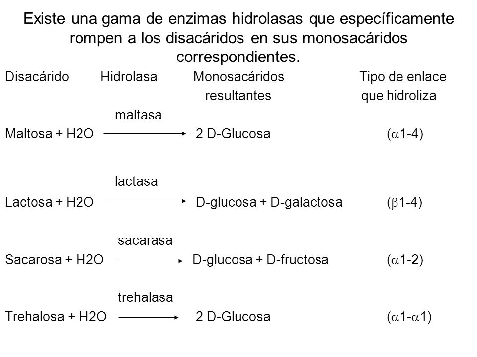 Existe una gama de enzimas hidrolasas que específicamente rompen a los disacáridos en sus monosacáridos correspondientes.