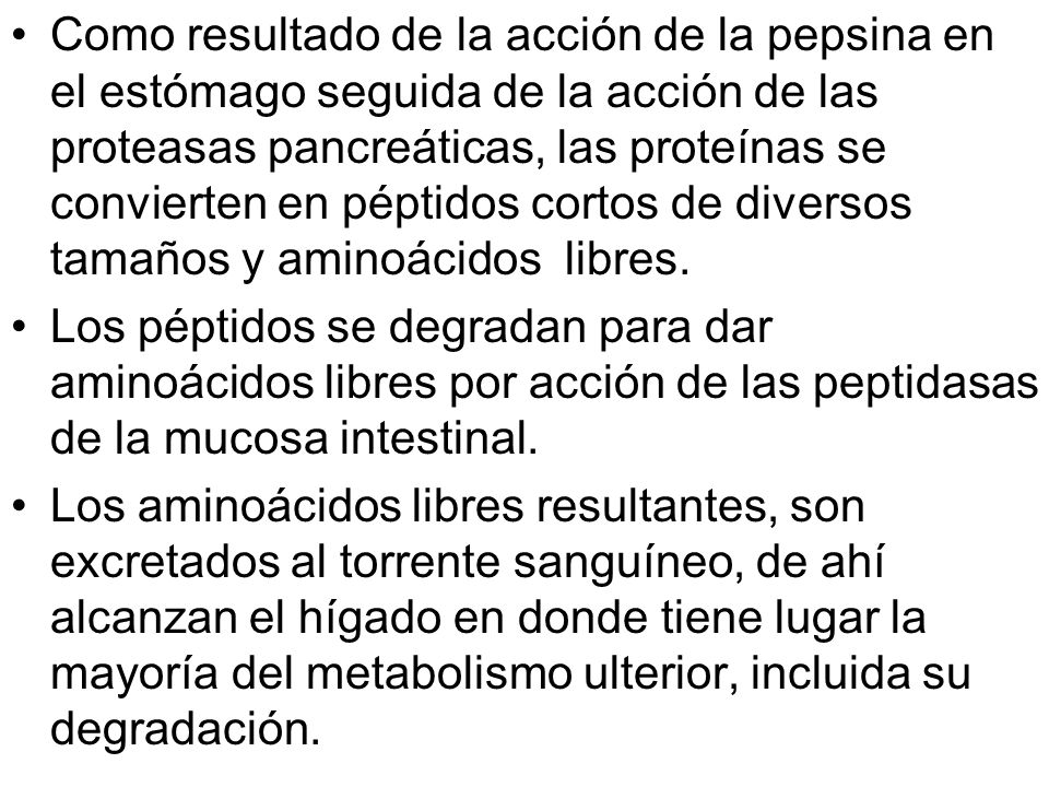 Como resultado de la acción de la pepsina en el estómago seguida de la acción de las proteasas pancreáticas, las proteínas se convierten en péptidos cortos de diversos tamaños y aminoácidos libres.