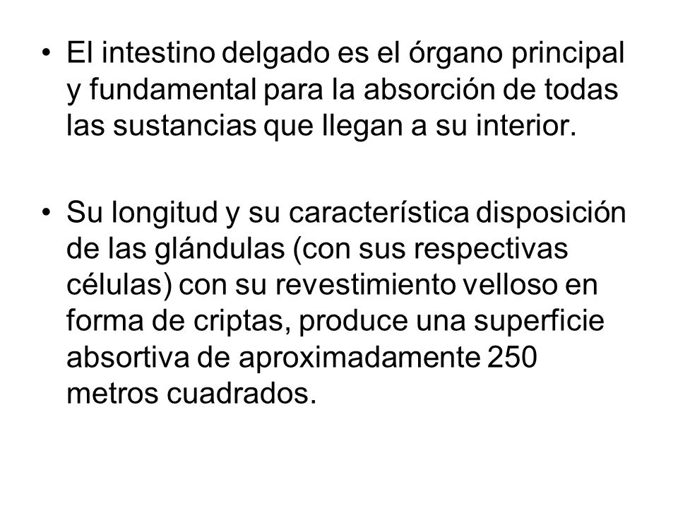 El intestino delgado es el órgano principal y fundamental para la absorción de todas las sustancias que llegan a su interior.