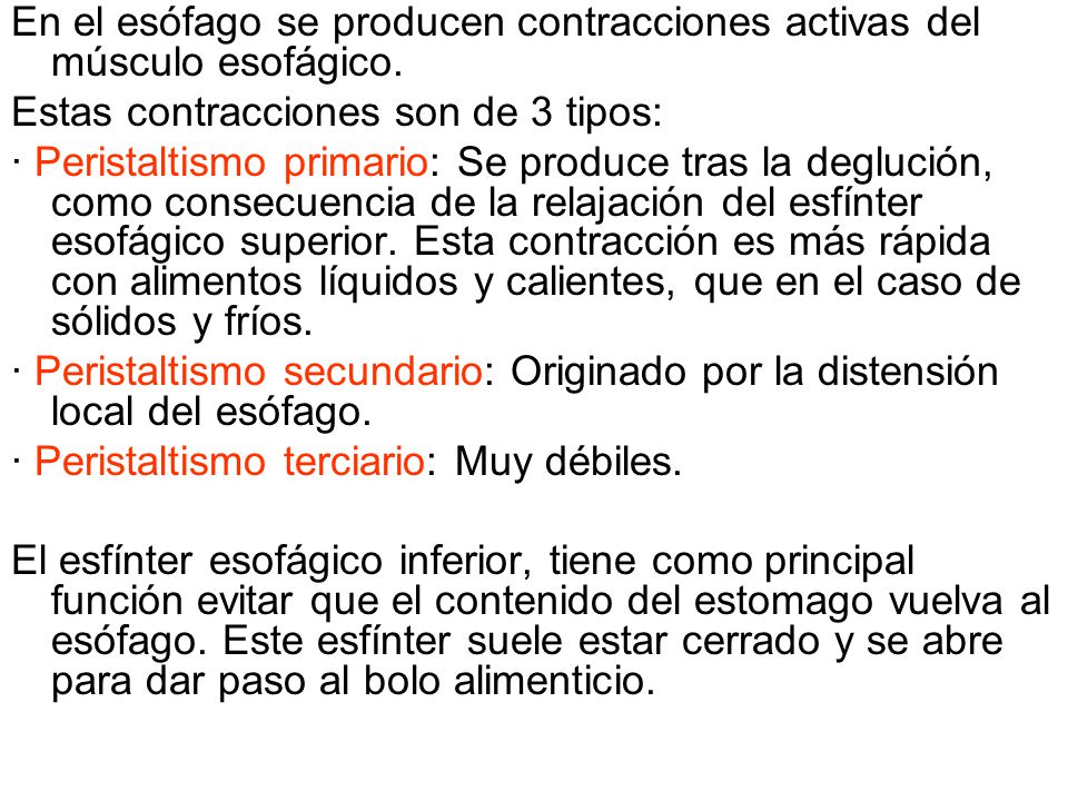En el esófago se producen contracciones activas del músculo esofágico.