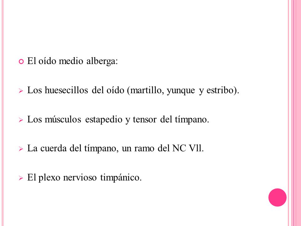 El oído medio alberga: Los huesecillos del oído (martillo, yunque y estribo). Los músculos estapedio y tensor del tímpano.