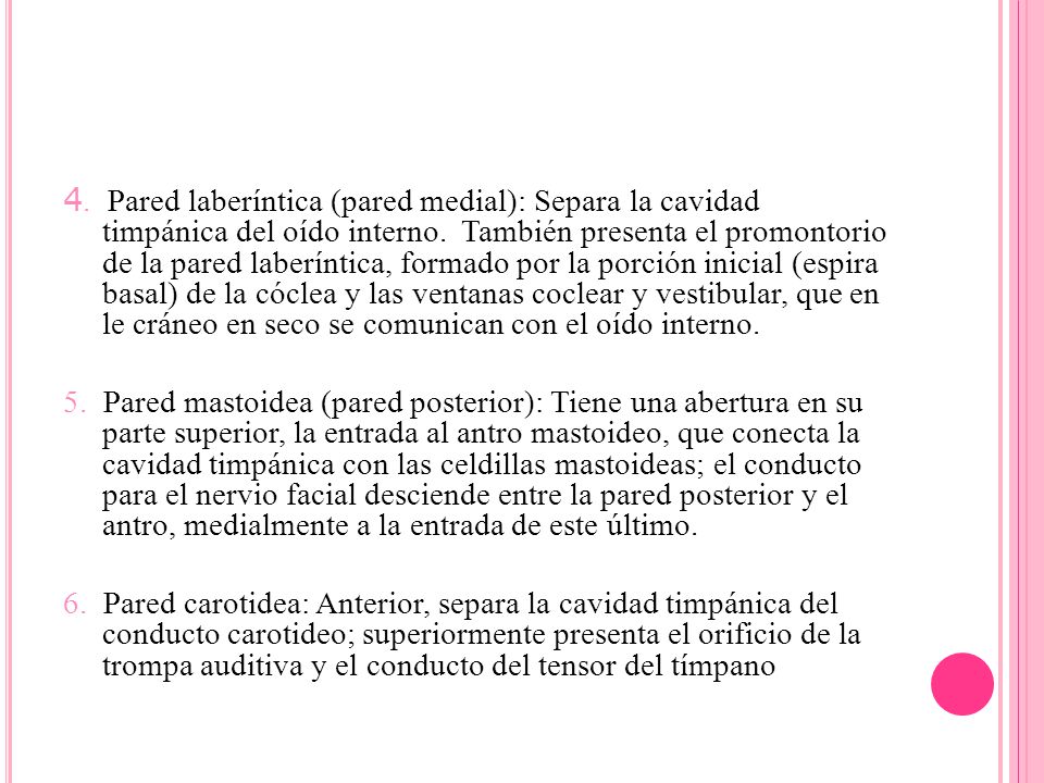 4. Pared laberíntica (pared medial): Separa la cavidad timpánica del oído interno. También presenta el promontorio de la pared laberíntica, formado por la porción inicial (espira basal) de la cóclea y las ventanas coclear y vestibular, que en le cráneo en seco se comunican con el oído interno.