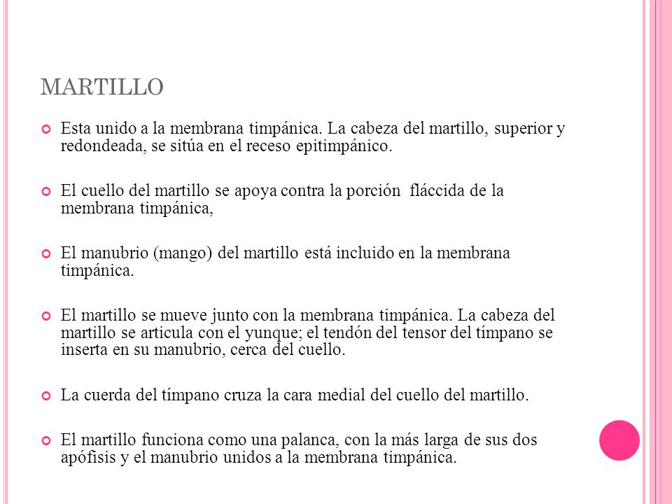 martillo Esta unido a la membrana timpánica. La cabeza del martillo, superior y redondeada, se sitúa en el receso epitimpánico.
