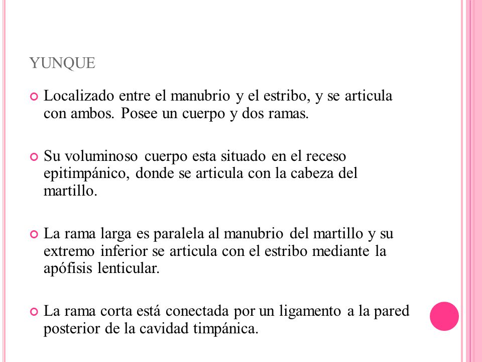 yunque Localizado entre el manubrio y el estribo, y se articula con ambos. Posee un cuerpo y dos ramas.