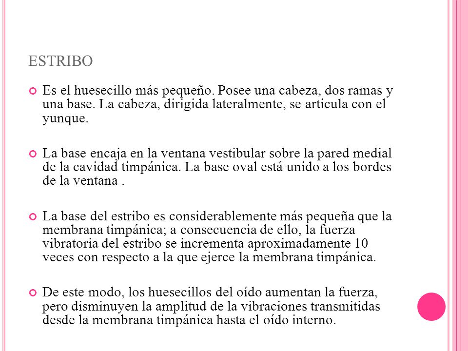 estribo Es el huesecillo más pequeño. Posee una cabeza, dos ramas y una base. La cabeza, dirigida lateralmente, se articula con el yunque.