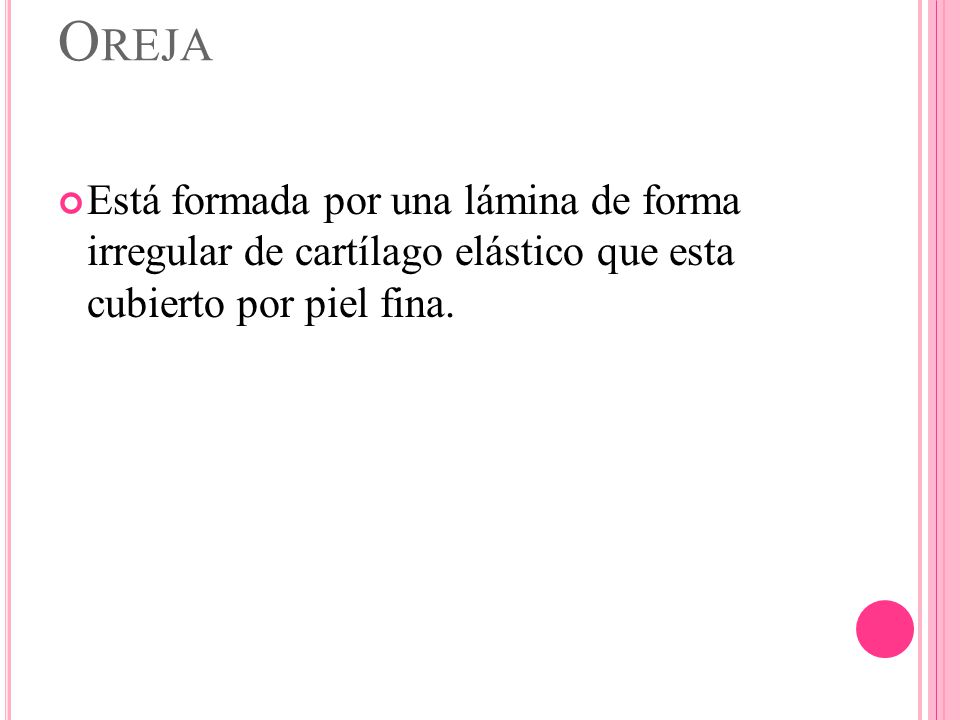 Oreja Está formada por una lámina de forma irregular de cartílago elástico que esta cubierto por piel fina.