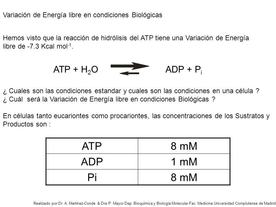 ATP 8 mM ADP 1 mM Pi ATP + H2O ADP + Pi