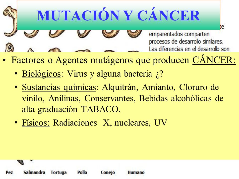 MUTACIÓN Y CÁNCER Factores o Agentes mutágenos que producen CÁNCER: