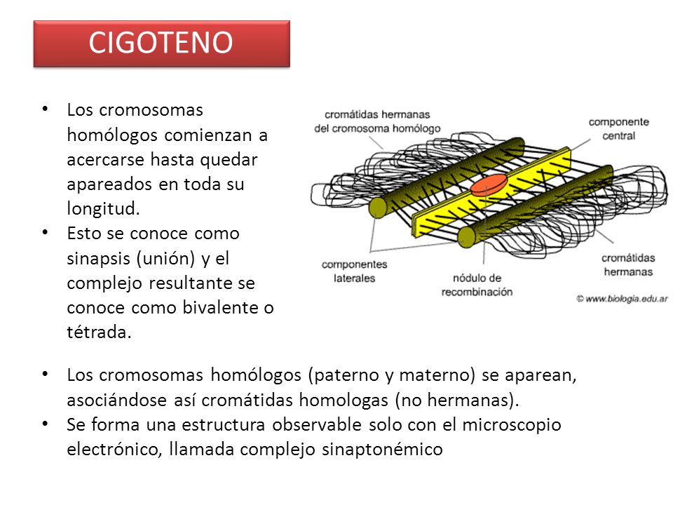 CIGOTENO Los cromosomas homólogos comienzan a acercarse hasta quedar apareados en toda su longitud.