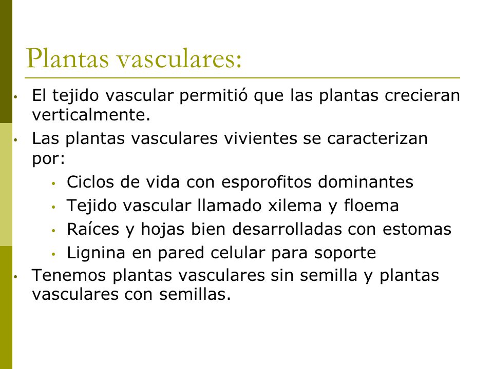 Plantas vasculares: El tejido vascular permitió que las plantas crecieran verticalmente. Las plantas vasculares vivientes se caracterizan por: