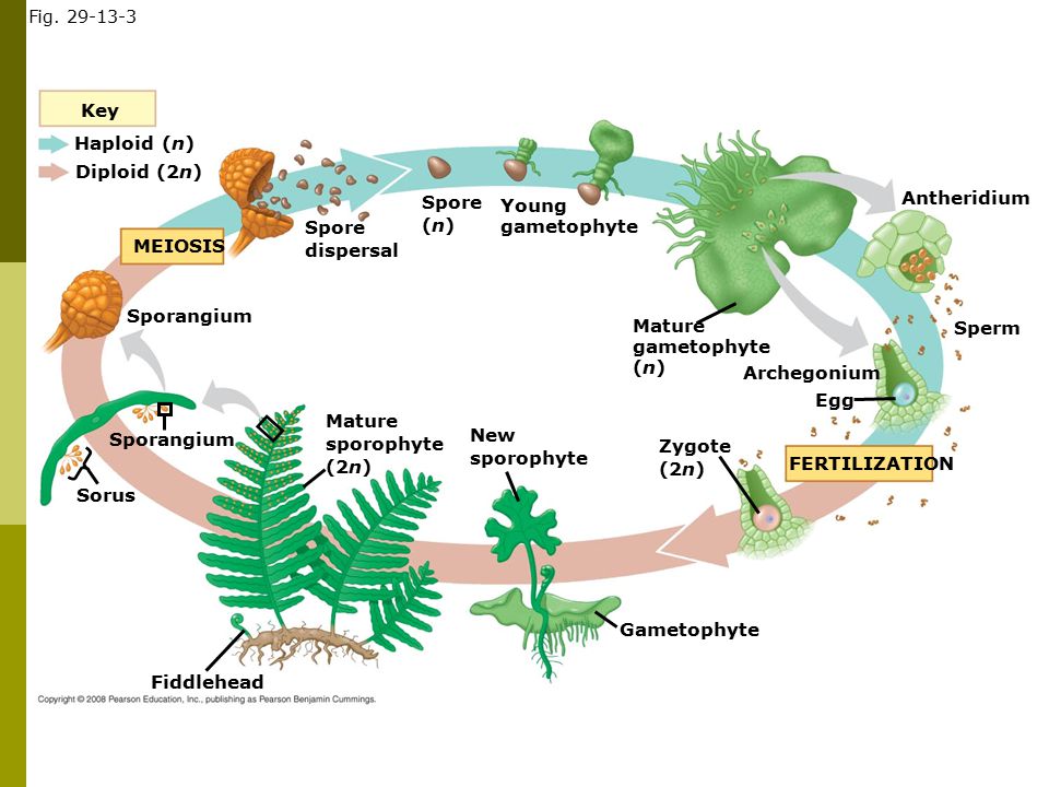 Key Haploid (n) Diploid (2n) Spore (n) Antheridium Young gametophyte