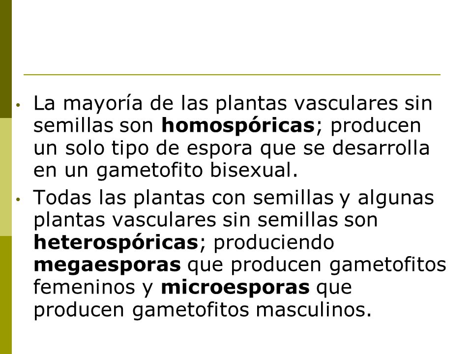 La mayoría de las plantas vasculares sin semillas son homospóricas; producen un solo tipo de espora que se desarrolla en un gametofito bisexual.