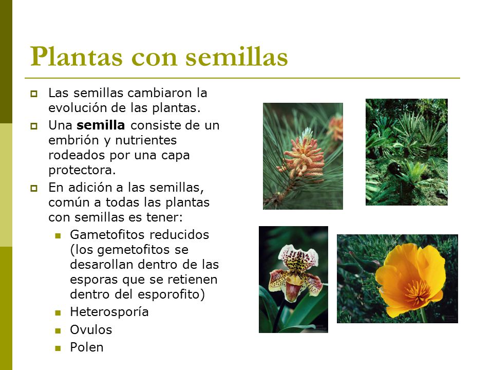 Plantas con semillas Las semillas cambiaron la evolución de las plantas.